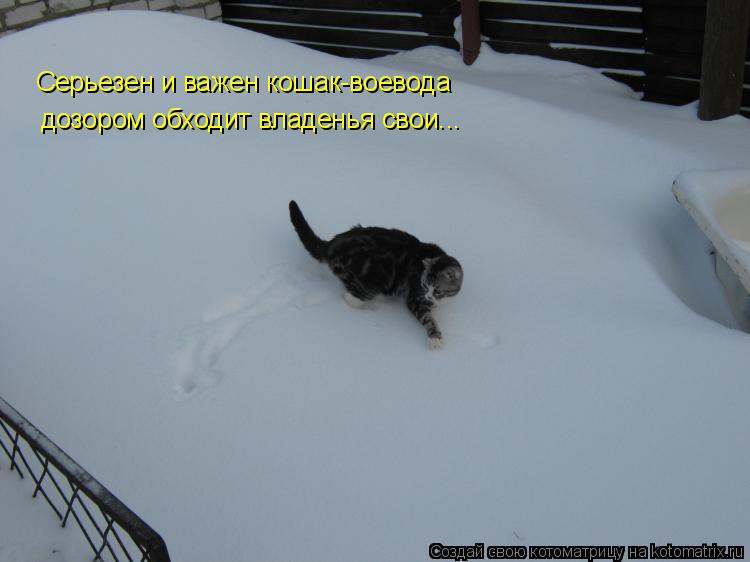 Серьезен и важен кошак-воевода дозором обходит владенья свои...... Котоматрица: Серьезен и важен кошак-воевода дозором обходит владенья свои...