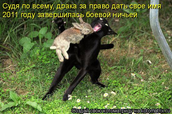 Судя по всему, драка за право дать свое имя 2011 году завершилась боевой ничьей... Котоматрица: Судя по всему, драка за право дать свое имя 2011 году завершилась боевой ничьей