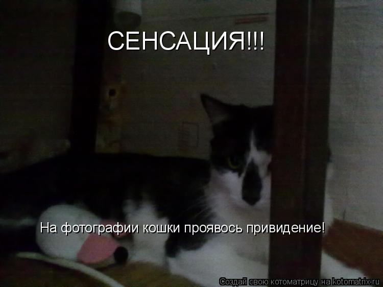 СЕНСАЦИЯ!!! На фотографии кошки проявось привидение!... Котоматрица: СЕНСАЦИЯ!!! На фотографии кошки проявось привидение!
