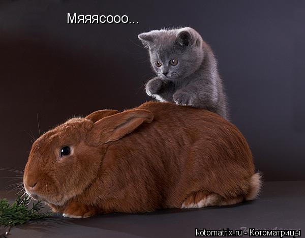 Мяяясооо...... Котоматрица: Мяяясооо...