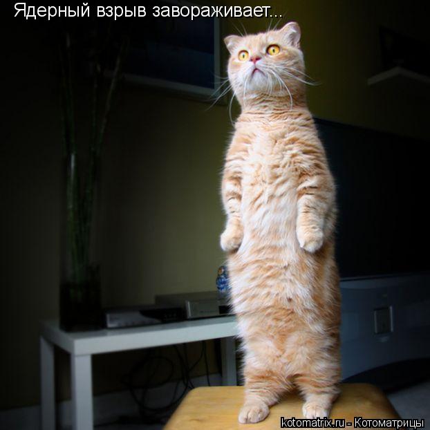 Ядерный взрыв завораживает...... Котоматрица: Ядерный взрыв завораживает...