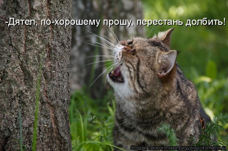 -Дятел, по-хорошему прошу, перестань долбить!... Котоматрица: -Дятел, по-хорошему прошу, перестань долбить!