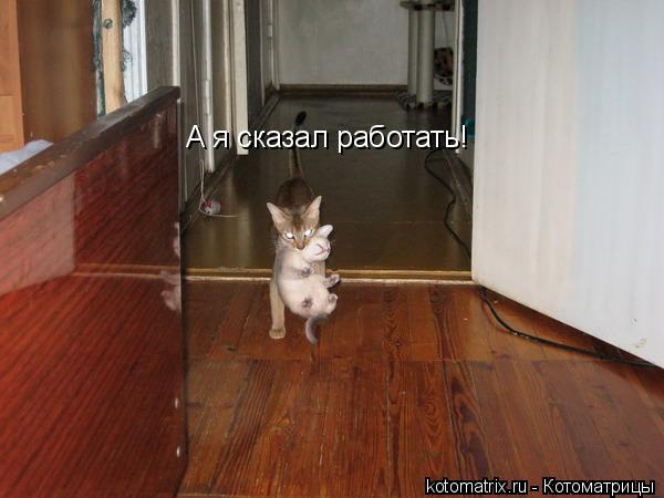 А я сказал работать!... Котоматрица: А я сказал работать!