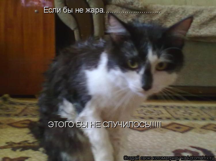 Если бы не жара........................... ЭТОГО БЫ НЕ СЛУЧИЛОСЬ!!!!!... Котоматрица: Если бы не жара........................... ЭТОГО БЫ НЕ СЛУЧИЛОСЬ!!!!!