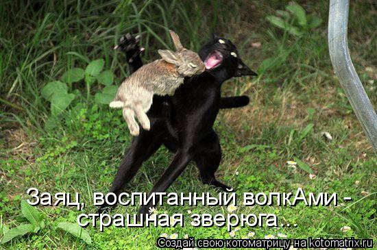 Заяц, воспитанный волкАми - страшная зверюга...... Котоматрица: Заяц, воспитанный волкАми - страшная зверюга...