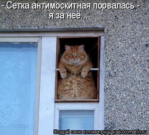 - Сетка антимоскитная порвалась - я за неё...... Котоматрица: - Сетка антимоскитная порвалась - я за неё...