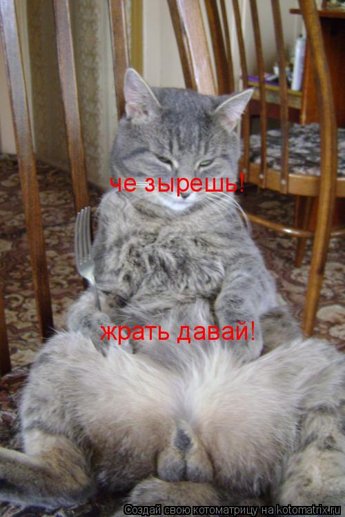 че зырешь! жрать давай!... Котоматрица: че зырешь! жрать давай!