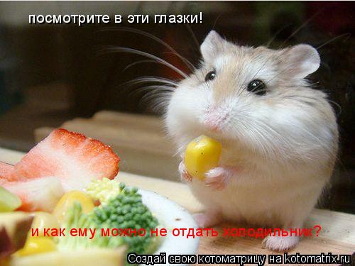 посмотрите в эти глазки! и как ему можно не отдать холодильник?... Котоматрица: посмотрите в эти глазки! и как ему можно не отдать холодильник?