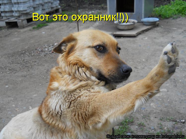 Вот это охранник!!))... Котоматрица: Вот это охранник!!))