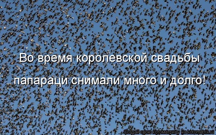 папараци снимали много и долго! Во время королевской свадьбы... Котоматрица: папараци снимали много и долго! Во время королевской свадьбы