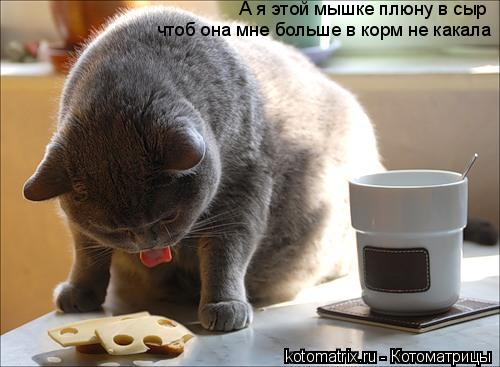 А я этой мышке плюну в сыр чтоб она мне больше в корм не какала... Котоматрица: А я этой мышке плюну в сыр чтоб она мне больше в корм не какала