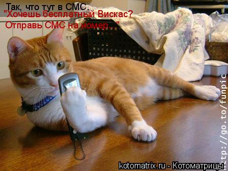 Так, что тут в СМС. Отправь СМС на номер..." "Хочешь бесплатный Вискас?... Котоматрица: Так, что тут в СМС. Отправь СМС на номер..." "Хочешь бесплатный Вискас?