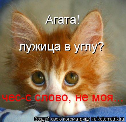 Агата! лужица в углу? чес-с слово, не моя...... Котоматрица: Агата! лужица в углу? чес-с слово, не моя...
