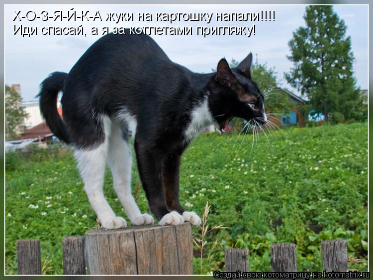 Х-О-З-Я-Й-К-А жуки на картошку напали!!!! Иди спасай, а я за котлетами пригляжу!... Котоматрица: Х-О-З-Я-Й-К-А жуки на картошку напали!!!! Иди спасай, а я за котлетами пригляжу!