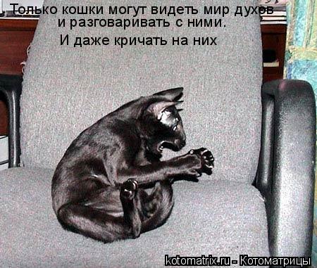 Только кошки могут видеть мир духов и разговаривать с ними. И даже кричать на них... Котоматрица: Только кошки могут видеть мир духов и разговаривать с ними. И даже кричать на них