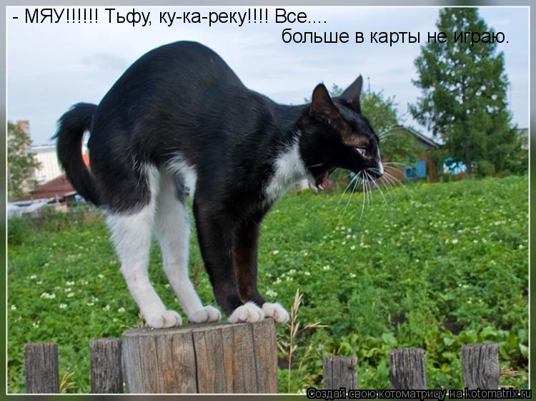- МЯУ!!!!!! Тьфу, ку-ка-реку!!!! Все.... больше в карты не играю.... Котоматрица: - МЯУ!!!!!! Тьфу, ку-ка-реку!!!! Все.... больше в карты не играю.