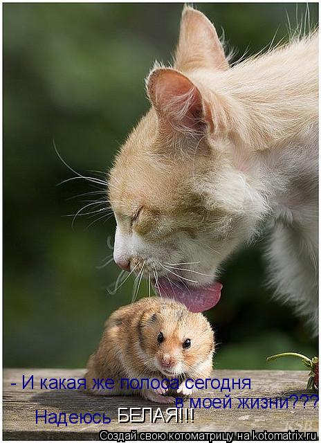 - И какая же полоса сегодня в моей жизни??? Надеюсь БЕЛАЯ!!!... Котоматрица: - И какая же полоса сегодня в моей жизни??? Надеюсь БЕЛАЯ!!!