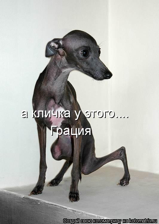 а кличка у этого.... Грация... Котоматрица: а кличка у этого.... Грация