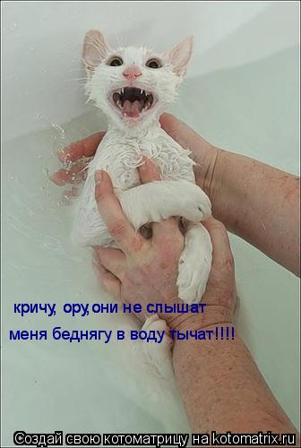 кричу, ору,они не слышат кричу, ору,они не слышат меня беднягу в воду тычат!!!!... Котоматрица: кричу, ору,они не слышат кричу, ору,они не слышат меня беднягу в воду тычат!!!!