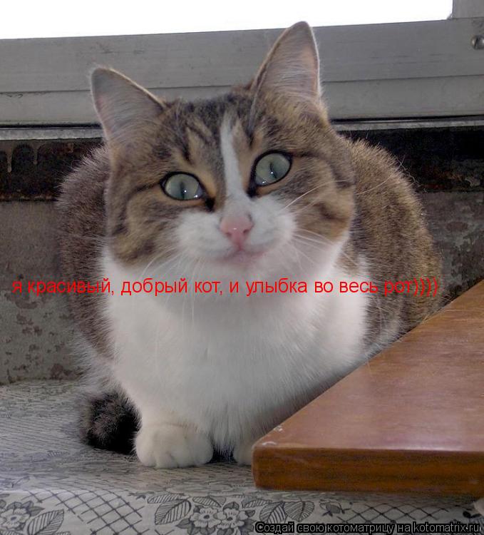 я красивый, добрый кот, и улыбка во весь рот))))... Котоматрица: я красивый, добрый кот, и улыбка во весь рот))))