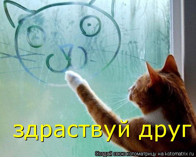 Котоматрица: здраствуй друг