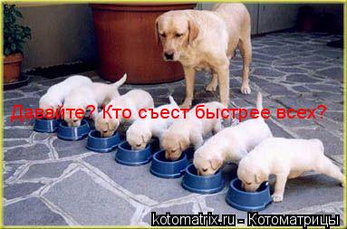 Котоматрица: Давайте? Кто съест быстрее всех?