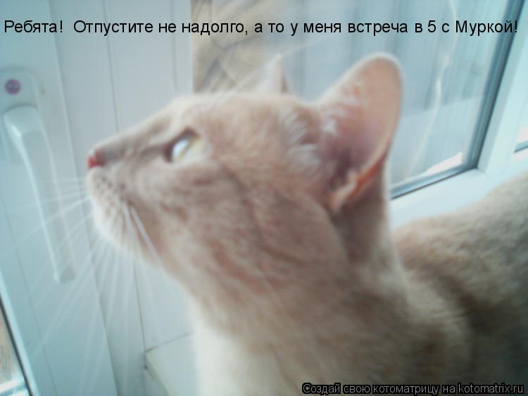 Котоматрица: Ребята!  Отпустите не надолго, а то у меня встреча в 5 с Муркой!