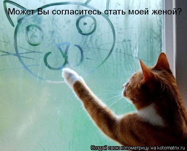 Котоматрица: Может Вы согласитесь стать моей женой?