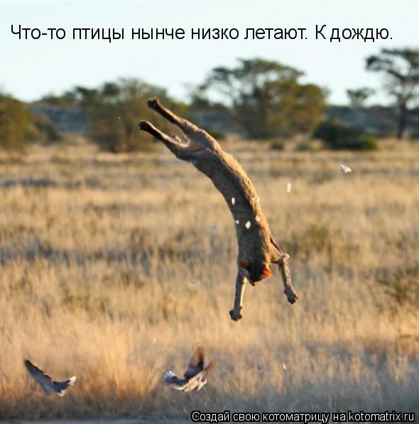Что-то птицы нынче низко летают. К дождю.... Котоматрица: Что-то птицы нынче низко летают. К дождю.