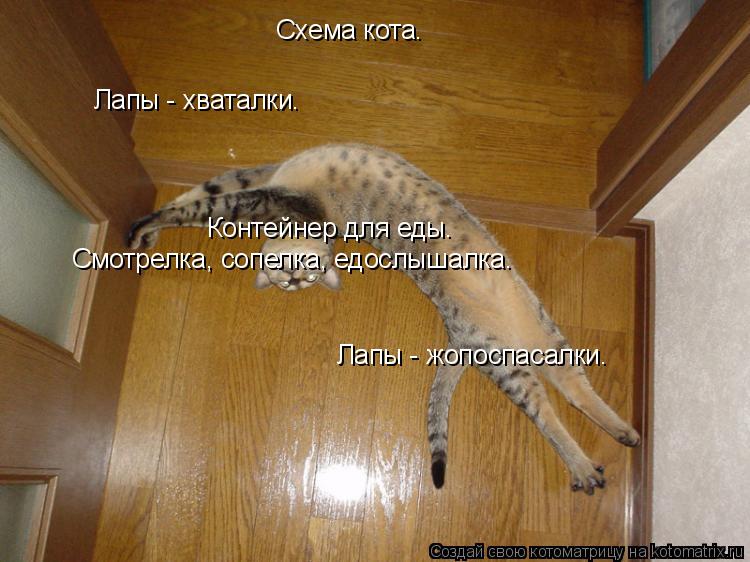 Лапы - хваталки. Лапы - жопоспасалки. Смотрелка, сопелка, едослышалка. Контейнер для еды. Схема кота.... Котоматрица: Лапы - хваталки. Лапы - жопоспасалки. Смотрелка, сопелка, едослышалка. Контейнер для еды. Схема кота.