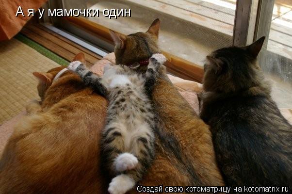 А я у мамочки один... Котоматрица: А я у мамочки один
