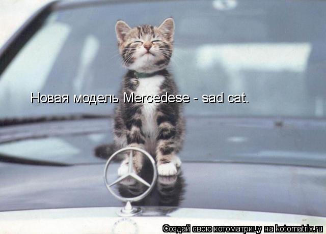 Новая модель Mercedese - sad cat.... Котоматрица: Новая модель Mercedese - sad cat.