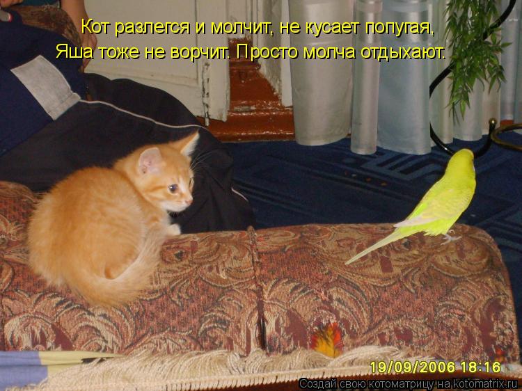 Кот разлегся и молчит, не кусает попугая, Яша тоже не ворчит. Просто молча отдыхают.... Котоматрица: Кот разлегся и молчит, не кусает попугая, Яша тоже не ворчит. Просто молча отдыхают.