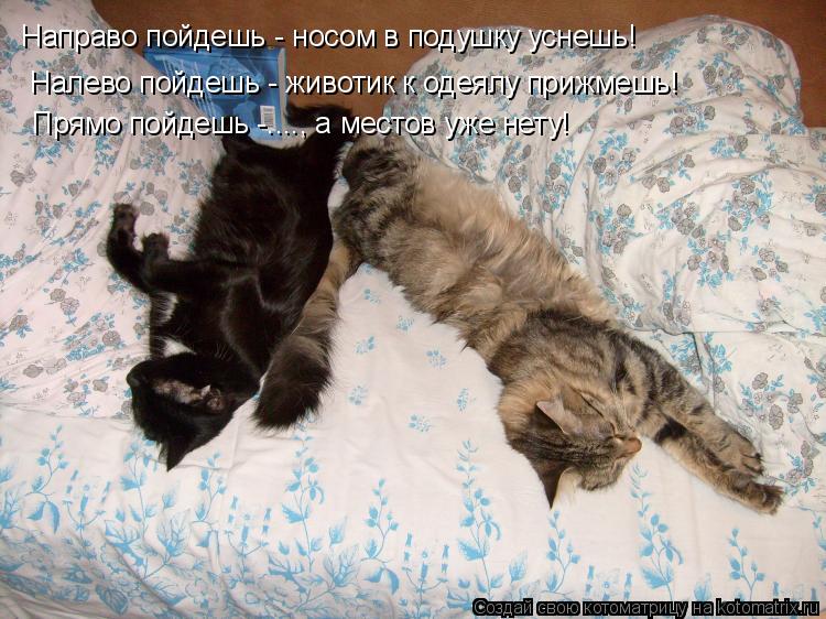 Налево пойдешь - животик к одеялу прижмешь! Направо пойдешь - носом в подушку уснешь! Прямо пойдешь -... Котоматрица: Налево пойдешь - животик к одеялу прижмешь! Направо пойдешь - носом в подушку уснешь! Прямо пойдешь -...., а местов уже нету!