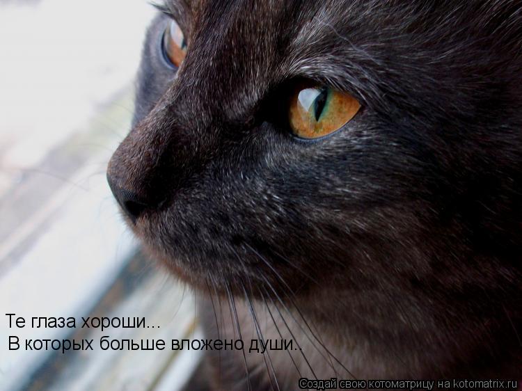 Те глаза хороши... В которых больше вложено души..... Котоматрица: Те глаза хороши... В которых больше вложено души..