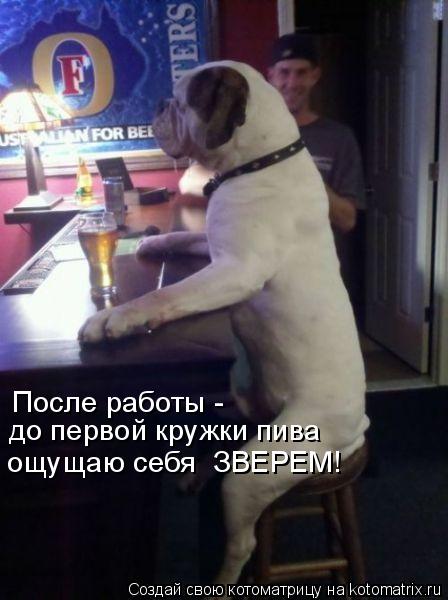 После работы - до первой кружки пива ощущаю себя ЗВЕРЕМ!... Котоматрица: После работы - до первой кружки пива ощущаю себя ЗВЕРЕМ!