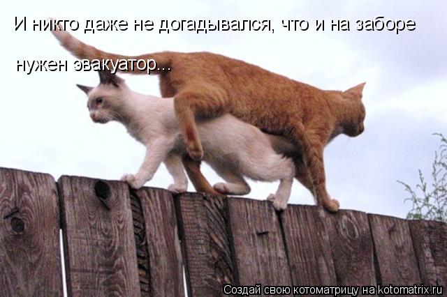 И никто даже не догадывался, что и на заборе нужен эвакуатор...... Котоматрица: И никто даже не догадывался, что и на заборе нужен эвакуатор...