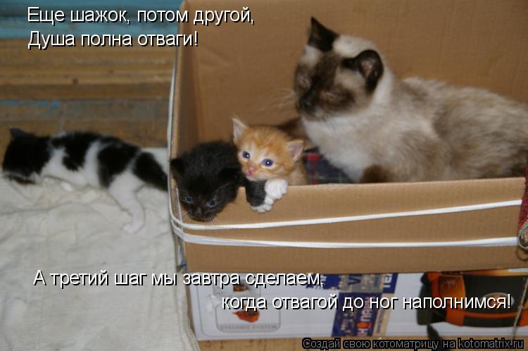 когда отвагой до ног наполнимся! Еще шажок, потом другой, Душа полна отваги! А третий шаг мы завтра ... Котоматрица: когда отвагой до ног наполнимся! Еще шажок, потом другой, Душа полна отваги! А третий шаг мы завтра сделаем,
