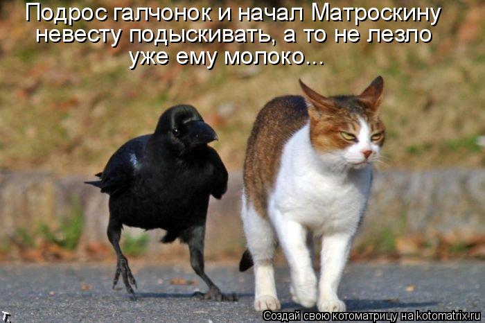 Подрос галчонок и начал Матроскину невесту подыскивать, а то не лезло уже ему молоко...... Котоматрица: Подрос галчонок и начал Матроскину невесту подыскивать, а то не лезло уже ему молоко...