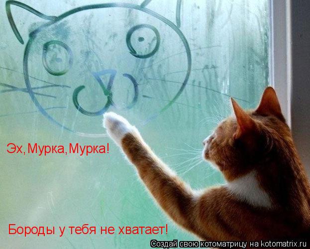 Эх,Мурка,Мурка! Бороды у тебя не хватает!... Котоматрица: Эх,Мурка,Мурка! Бороды у тебя не хватает!