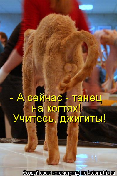 - А сейчас - танец на когтях! Учитесь, джигиты!... Котоматрица: - А сейчас - танец на когтях! Учитесь, джигиты!