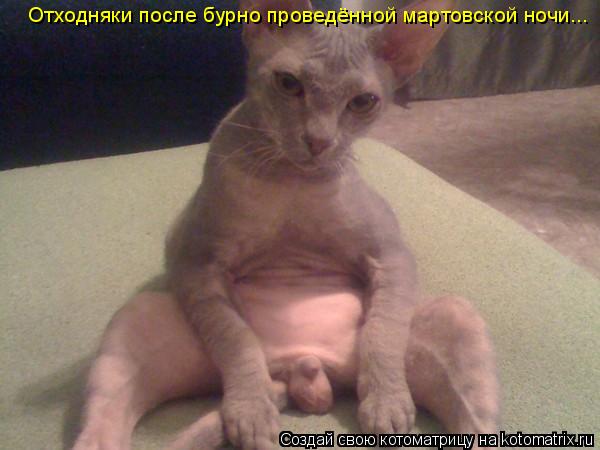 Отходняки после бурно проведённой мартовской ночи...... Котоматрица: Отходняки после бурно проведённой мартовской ночи...