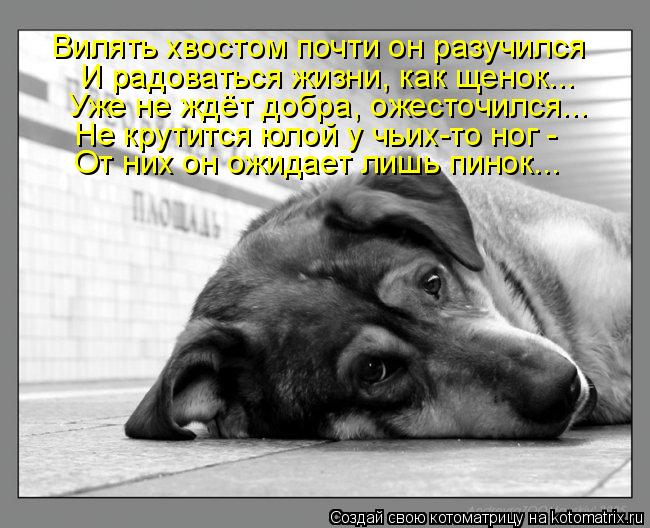 Вилять хвостом почти он разучился И радоваться жизни, как щенок... Уже не ждёт добра, ожесточился... ... Котоматрица: Вилять хвостом почти он разучился И радоваться жизни, как щенок... Уже не ждёт добра, ожесточился... Не крутится юлой у чьих-то ног - От них он