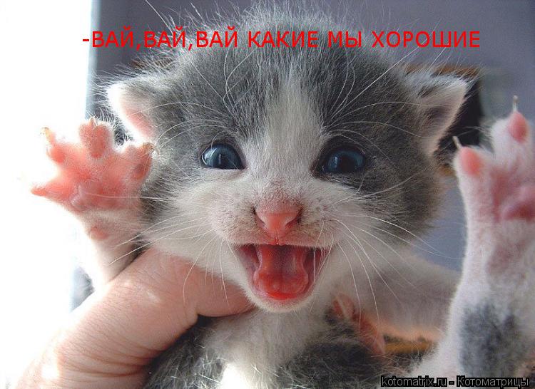 Котоматрица: -ВАЙ,ВАЙ,ВАЙ КАКИЕ МЫ ХОРОШИЕ -ВАЙ,ВАЙ,ВАЙ КАКИЕ МЫ ХОРОШИЕ
