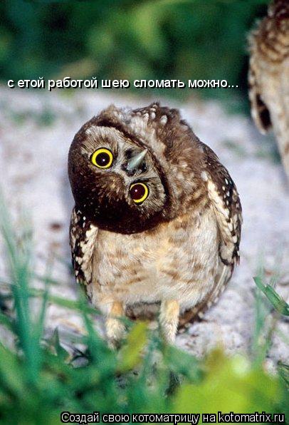 Котоматрица: с етой работой шею сломать можно...