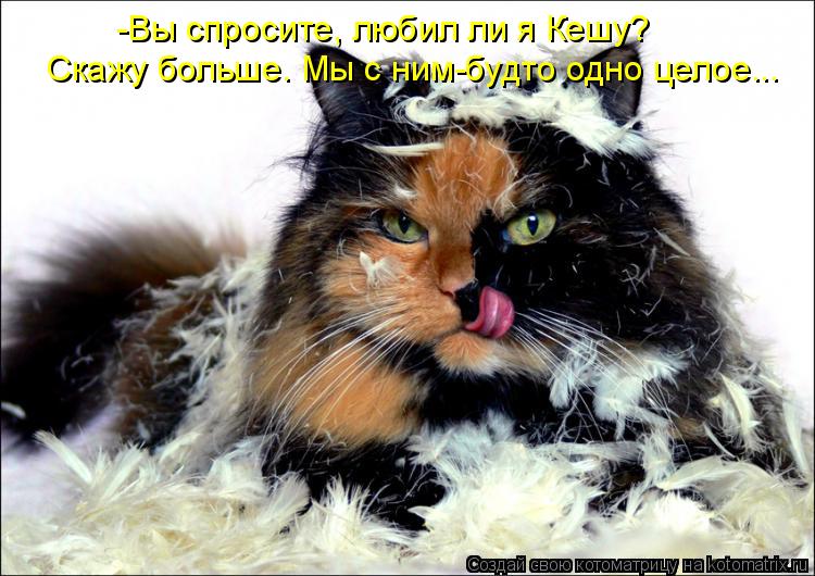 Котоматрица: -Вы спросите, любил ли я Кешу? Скажу больше. Мы с ним-будто одно целое...