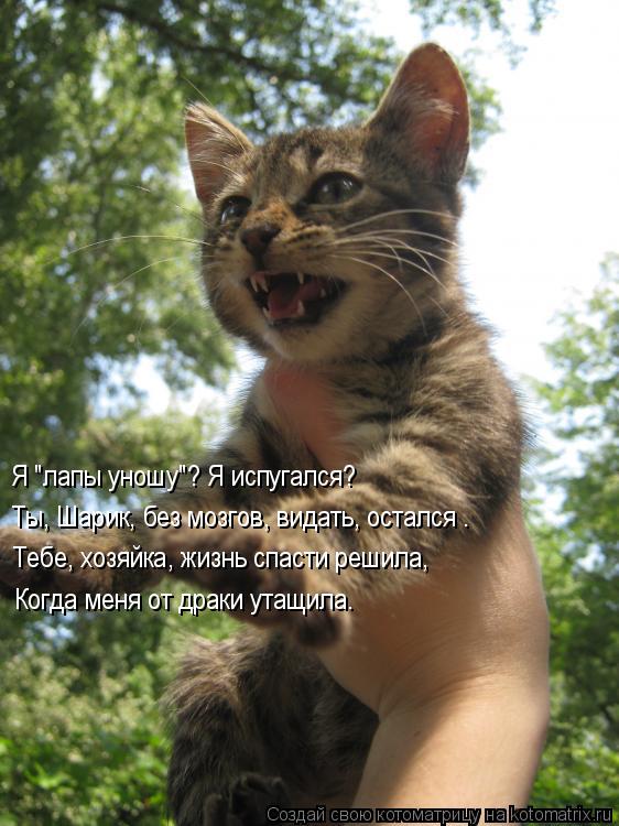 Я "лапы уношу"? Я испугался? Ты, Шарик, без мозгов, видать, остался . Тебе, хозяйка, жизнь спасти ре... Котоматрица: Я "лапы уношу"? Я испугался? Ты, Шарик, без мозгов, видать, остался . Тебе, хозяйка, жизнь спасти решила, Когда меня от драки утащила.