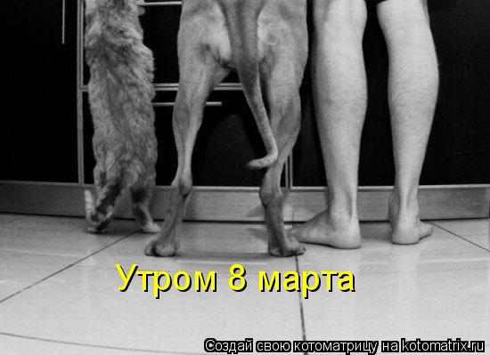 Котоматрица: Утром 8 марта