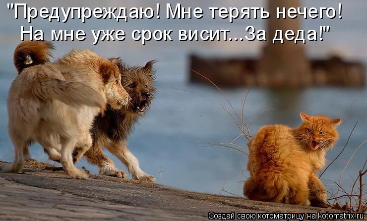 "Предупреждаю! Мне терять нечего! На мне уже срок висит...За деда!"... Котоматрица: "Предупреждаю! Мне терять нечего! На мне уже срок висит...За деда!"