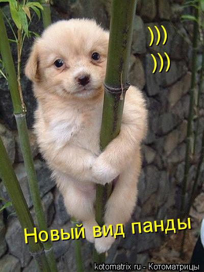 Котоматрица: Новый вид панды  ))) )))